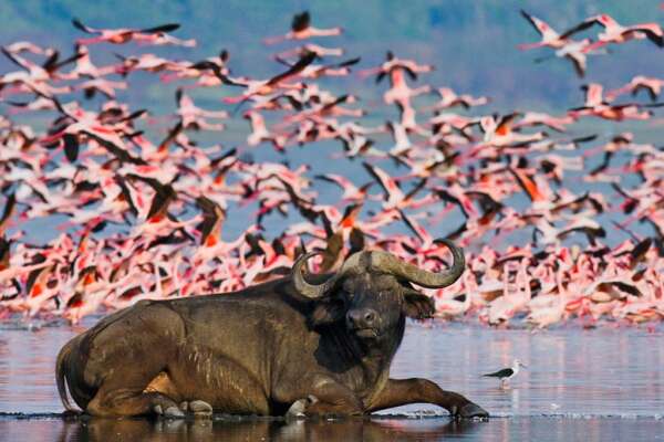 4 Days Masai Mara & Lake Nakuru Ladina Safari