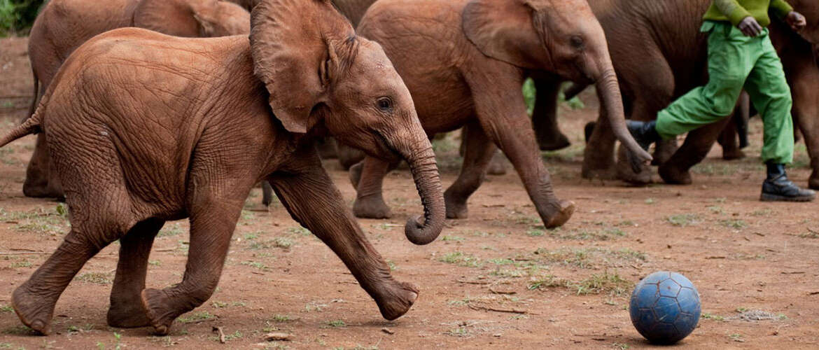 <strong><u>David Sheldrick Elephant Orphanage & Giraffe Center Day Tour</u></strong>